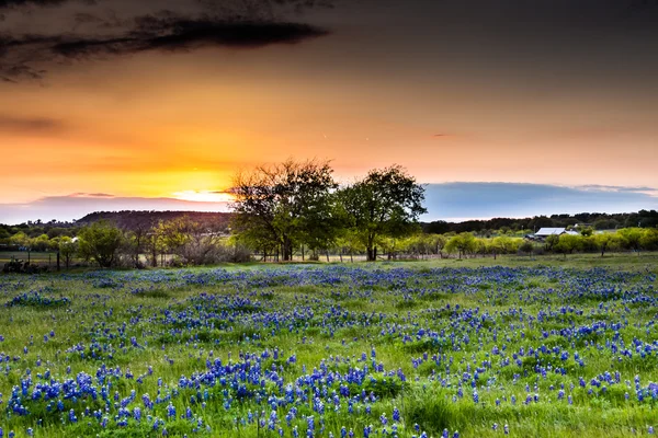 Sunset in Field Full of Texas Wildflowers. Stock Image