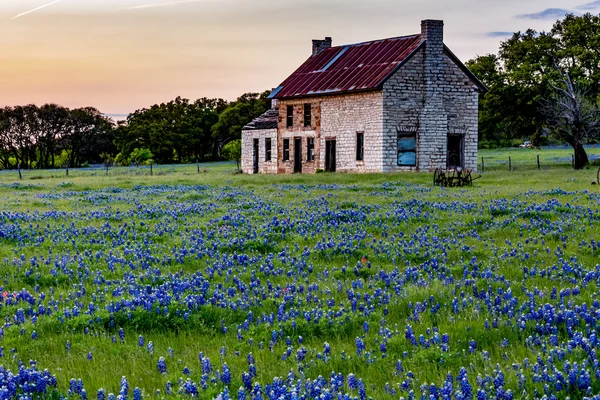 Abandoned Old House in Texas Wildflowers. Stock Photo
