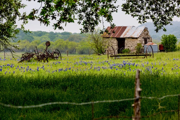 Vieille maison abandonnée au Texas Fleurs sauvages . Image En Vente