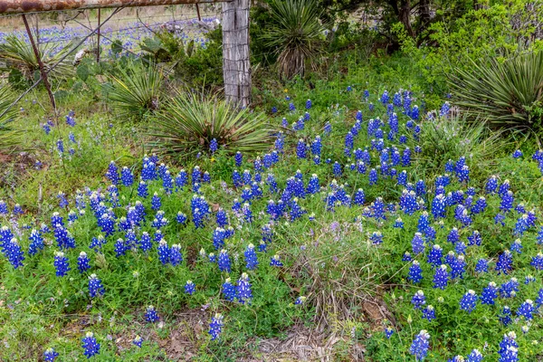 Celebre Texas Bluebonnet (Lupinus texensis) Fiori di campo . — Foto Stock