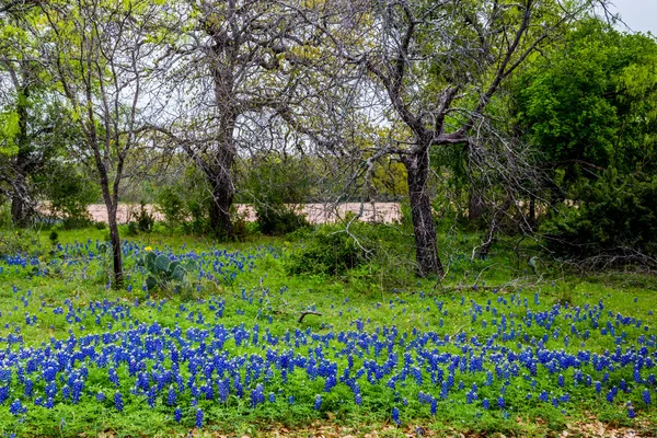 Berömda Texas Bluebonnet (Lupinus texensis) blommor. — Stockfoto