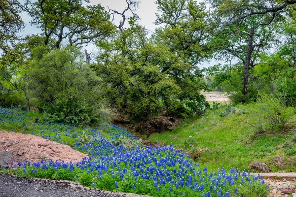 Híres Texas Bluebonnet (Lupinus texensis) vadvirágok. — Stock Fotó