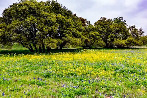 Yellow Texas Wildflowers with Bluebonnets. — Stock Photo, Image