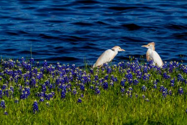 Texas Bluebonnets Gölü Travis, Texas içinde iki sorguçlar.