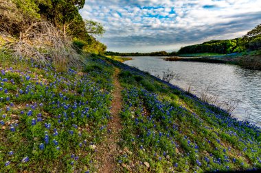 Texas Bluebonnets at Muleshoe Bend in Texas. clipart
