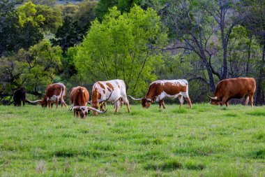 Otlatma mera içinde Texas Uzunboynuzları.
