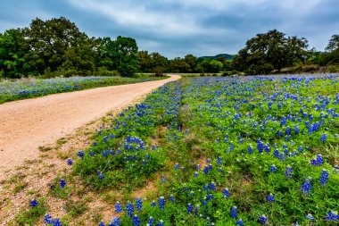 Ünlü Texas Bluebonnet (Lupinus texensis) kır çiçekleri.