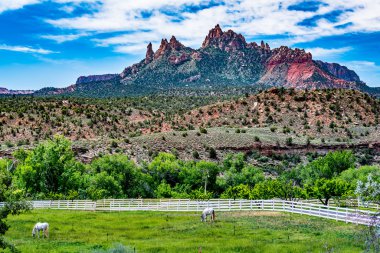 Beyaz at Dağları yakınında Zion National Park, Utah yakınlarında.