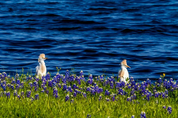 Två hägrar i Texas Bluebonnets vid Lake Travis, Texas. — Stockfoto