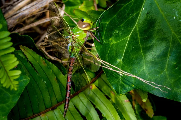 Den grønne og blå keiser Dragonfly – stockfoto