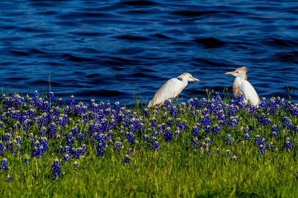 Två hägrar i Texas Bluebonnets vid Lake Travis, Texas. — Stockfoto