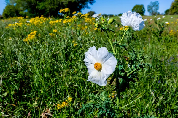 Gelbe und weiße texas wildflowers. — Stockfoto