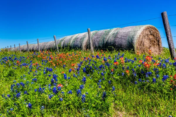 Um prado com fardos redondos de feno e flores silvestres do Texas — Fotografia de Stock