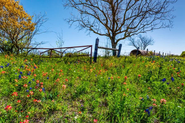 Łąka z bramą, okrągłe bele siana i Texas polne kwiaty — Zdjęcie stockowe