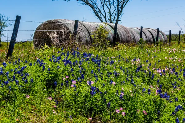 Um prado com fardos de feno redondo e flores silvestres frescas do Texas — Fotografia de Stock