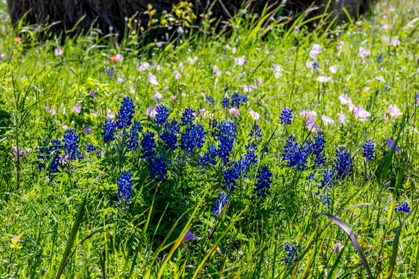 Blaunetze auf einer texanischen Weide. — Stockfoto