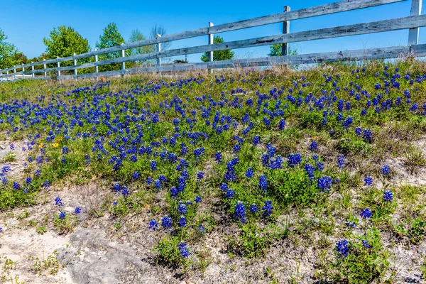 Um pedaço das famosas flores silvestres Bluebonnet Texas — Fotografia de Stock
