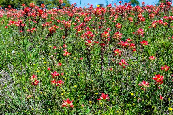 Orange Indian Paintbrush Wildflowers in Texas — Stock Photo, Image