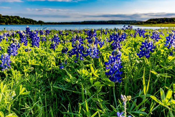 A tó Travis Muleshoe kanyarban, Texas Texas Bluebonnets. — Stock Fotó