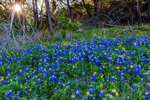 Texas Bluebonnets vid Muleshoe krök i Texas. — Stockfoto