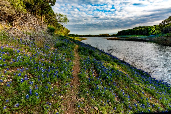 Bluebonnets Texas a Muleshoe Bend in Texas . — Foto Stock