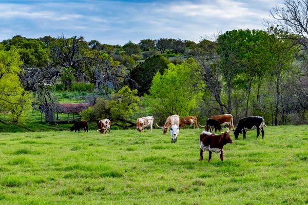 Texas Longhorns in a Pasture Grazing. — Stock Photo, Image