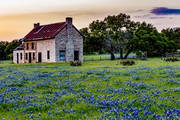 Vecchia casa abbandonata in Texas Fiori di campo al tramonto . — Foto Stock