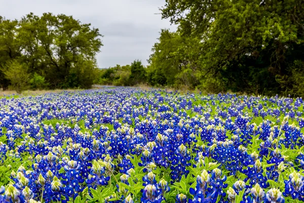 Nahaufnahme berühmter texanischer Bluebonnet Wildblumen. — Stockfoto