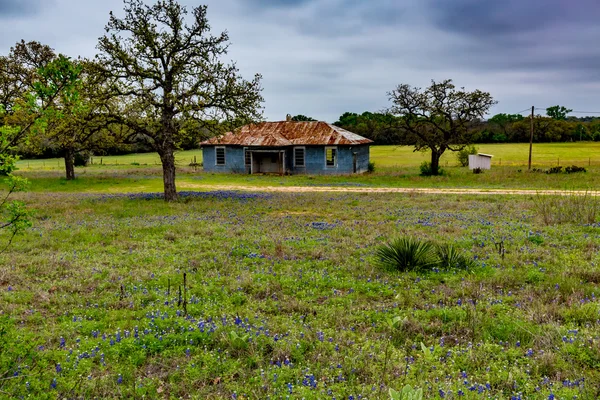 Altes haus mit texas bluebonnet wildflowers. — Stockfoto
