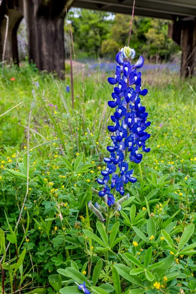 Texas Bluebonnet Standing Tall.