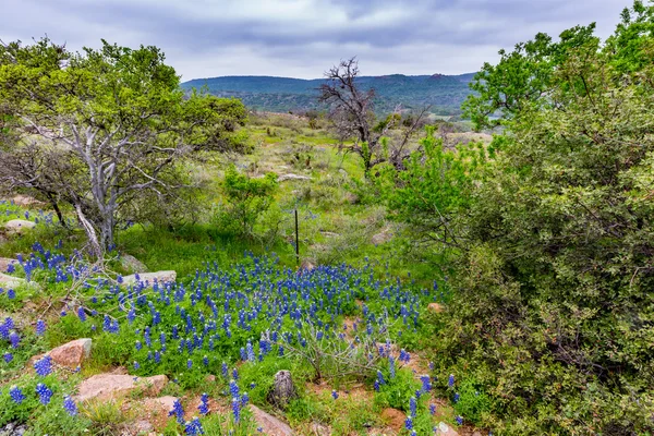 Krajobraz kwiaty Bluebonnet słynnego Texas (Lupinus texensis). — Zdjęcie stockowe