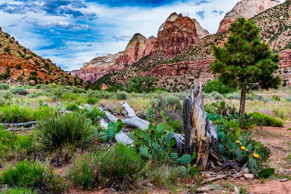 Vackert ökenlandskap i Zion National Park, Utah. — Stockfoto