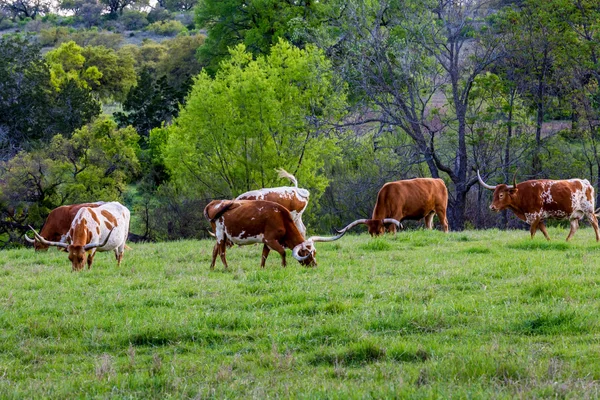 Texas Longhorns in a Pasture Grazing. Royalty Free Stock Photos