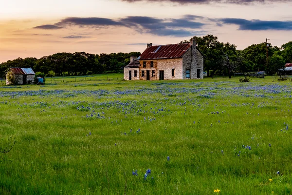 Abandoned Old House in Texas Wildflowers at Sunset. Royalty Free Stock Images