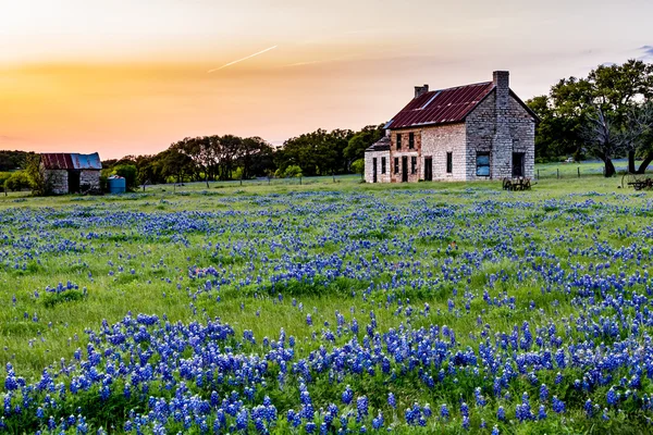 Abandoned Old House in Texas Wildflowers at Sunset. Stock Photo