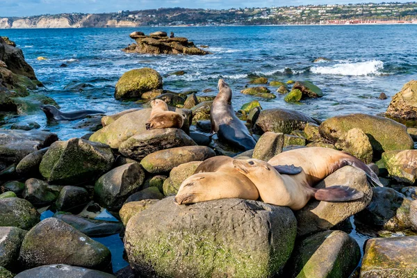Sea Lions on the Pacific Ocean Coastline in California Royalty Free Stock Photos