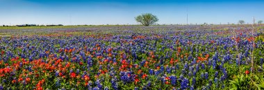 A Wide Angle High Resolution Panoramic View of a Beautiful Field of Texas Wildflowers. clipart