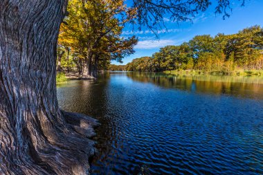 Parlak güzel sonbahar yaprakları Texas Crystal Clear Frio Nehri üzerinde.