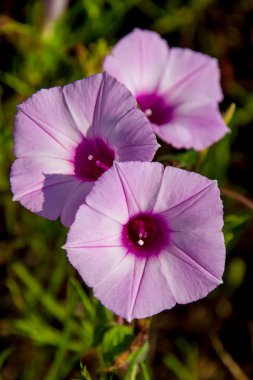 Ampul Morning Glory (Ipomoea trichocaro) Texas kır çiçekleri