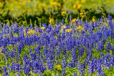 Bir keskin yakın çekim yakınlaştırılmış görünümü, Bluebonnets ve diğer Texas kır çiçekleri.
