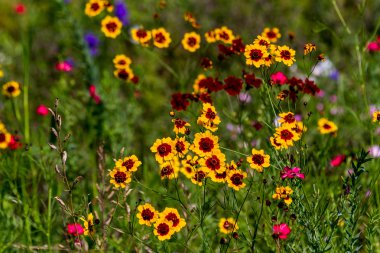 Yellow Coreopsis Wildflowers in Texas. clipart