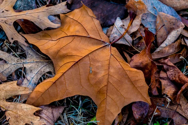 Nahaufnahme von wunderschönem, kompliziertem Herbstlaub. — Stockfoto