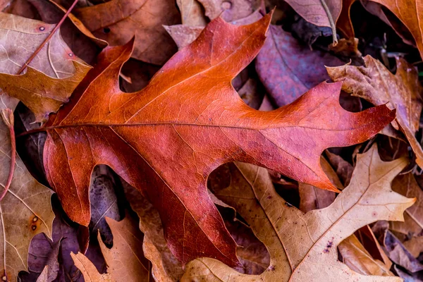 Nahaufnahme von wunderschönem, kompliziertem Herbstlaub. — Stockfoto