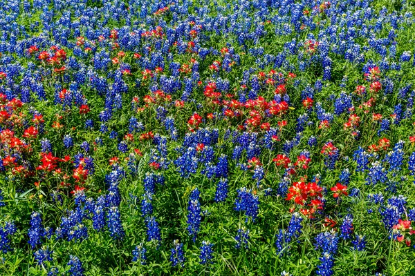 Een brede hoekmening van een mooie Texas veld bedekt met Texas Wildflowers. — Stockfoto