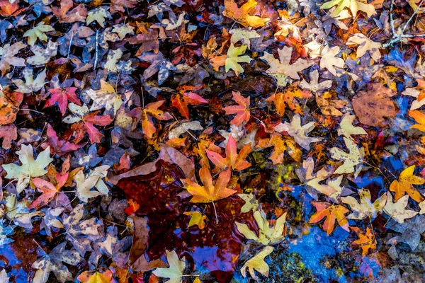 Helles, schönes Herbstlaub, das in einem klaren Bach schwimmt. — Stockfoto