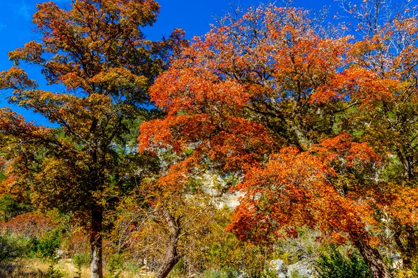 Bright Beautiful Fall Foliage on Stunning Maple Trees in Lost  Maples, Texas. — Stock Photo, Image