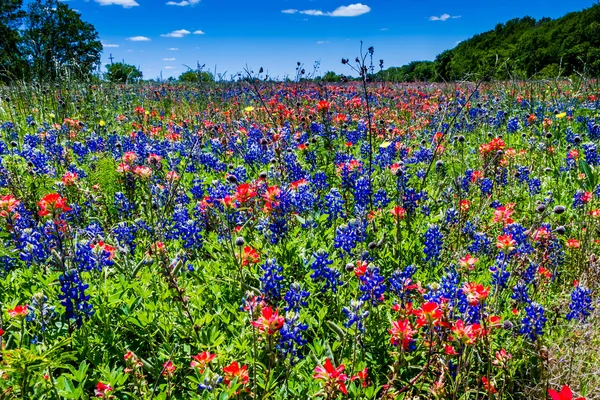 Szeroki kąt widzenia piękne pola Texas polne kwiaty. — Zdjęcie stockowe