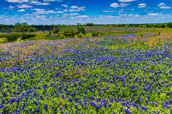 テキサス州の野生の花の美しいフィールドの広い視野. — ストック写真