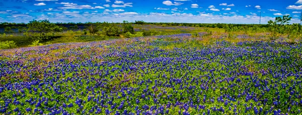 テキサス州の野生の花の美しいフィールドの広い視野. — ストック写真