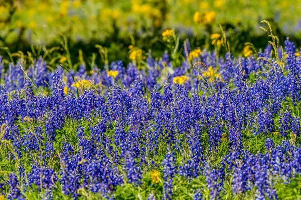 Bir keskin yakın çekim yakınlaştırılmış görünümü, Bluebonnets ve diğer Texas kır çiçekleri. — Stok fotoğraf
